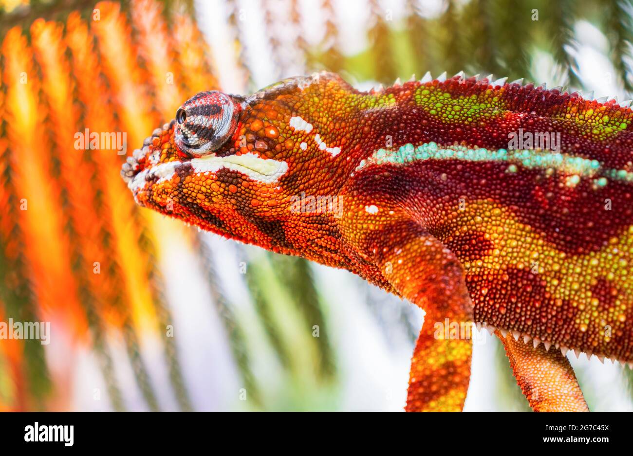 Tier Chamäleon Panther Eidechse bunt schön auf Zweig Stockfoto