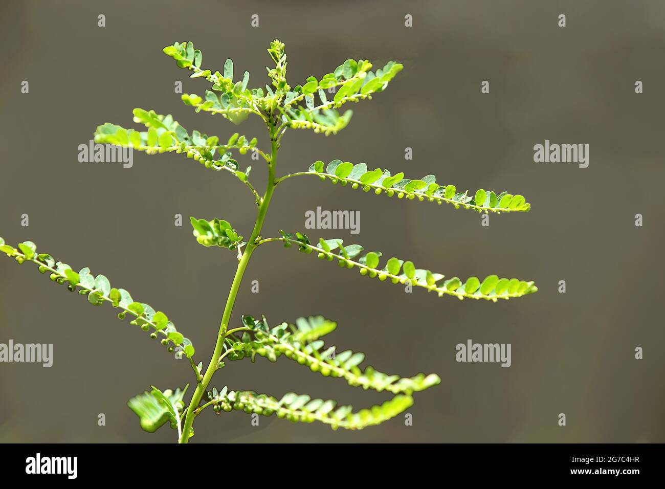 Heilpflanze phyllanthus niruri (keezhanelli) Stockfoto