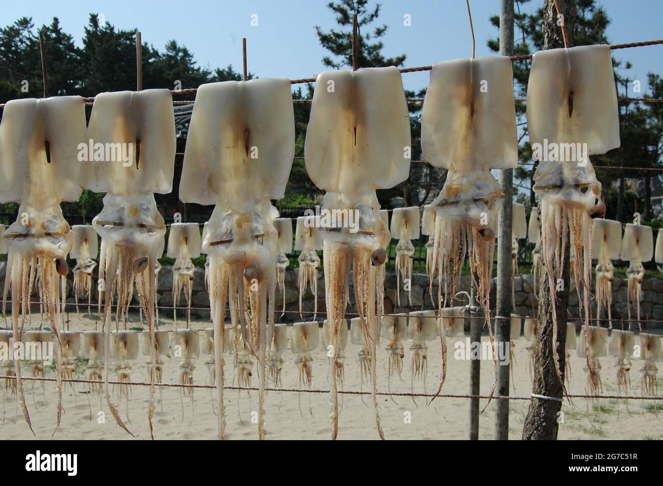 Hängen getrocknete Tintenfische oder Cuttlefishes auf der Linie Stockfoto