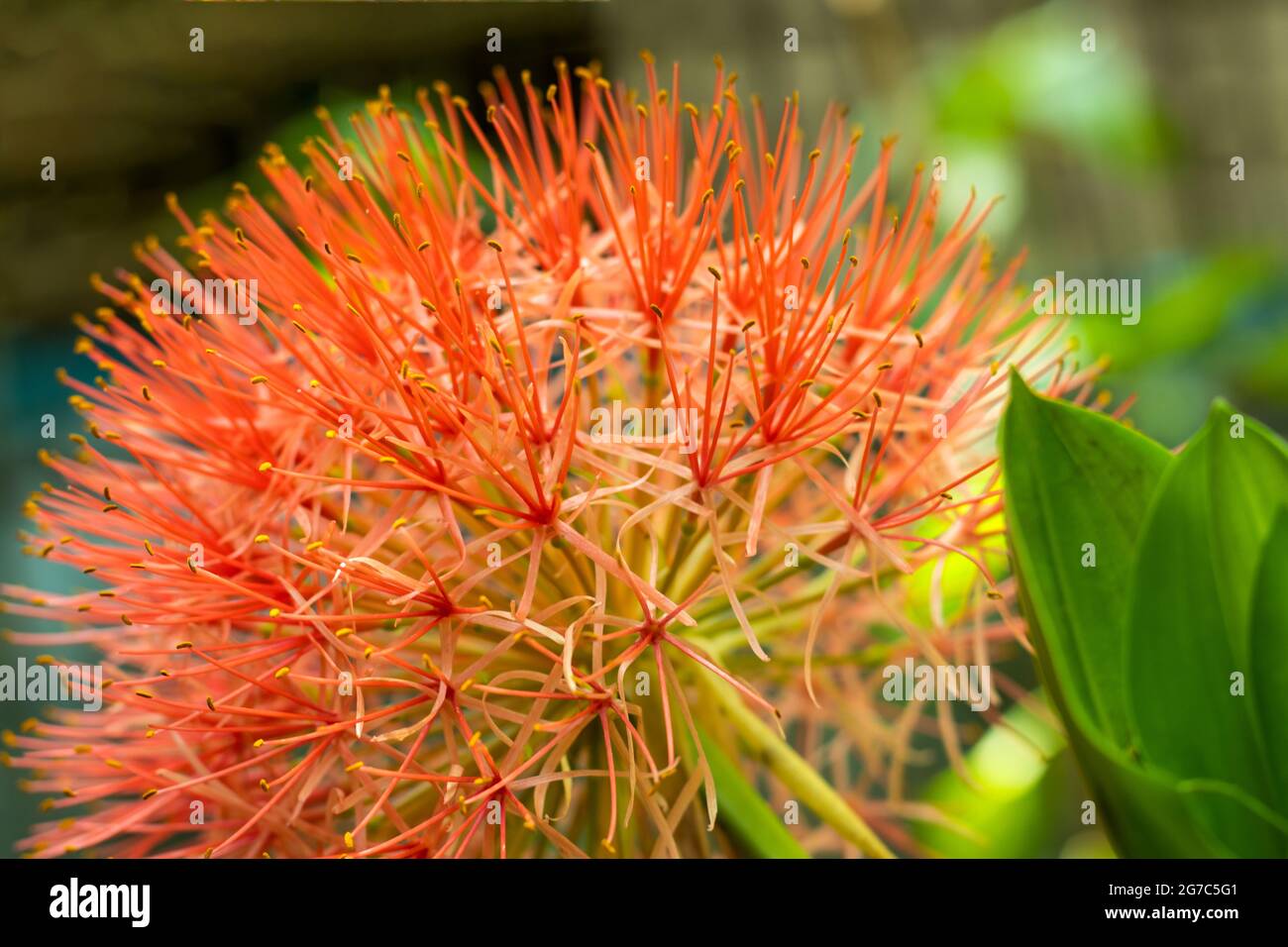 Afrikanische Blutlilie Stockfotos und -bilder Kaufen - Alamy