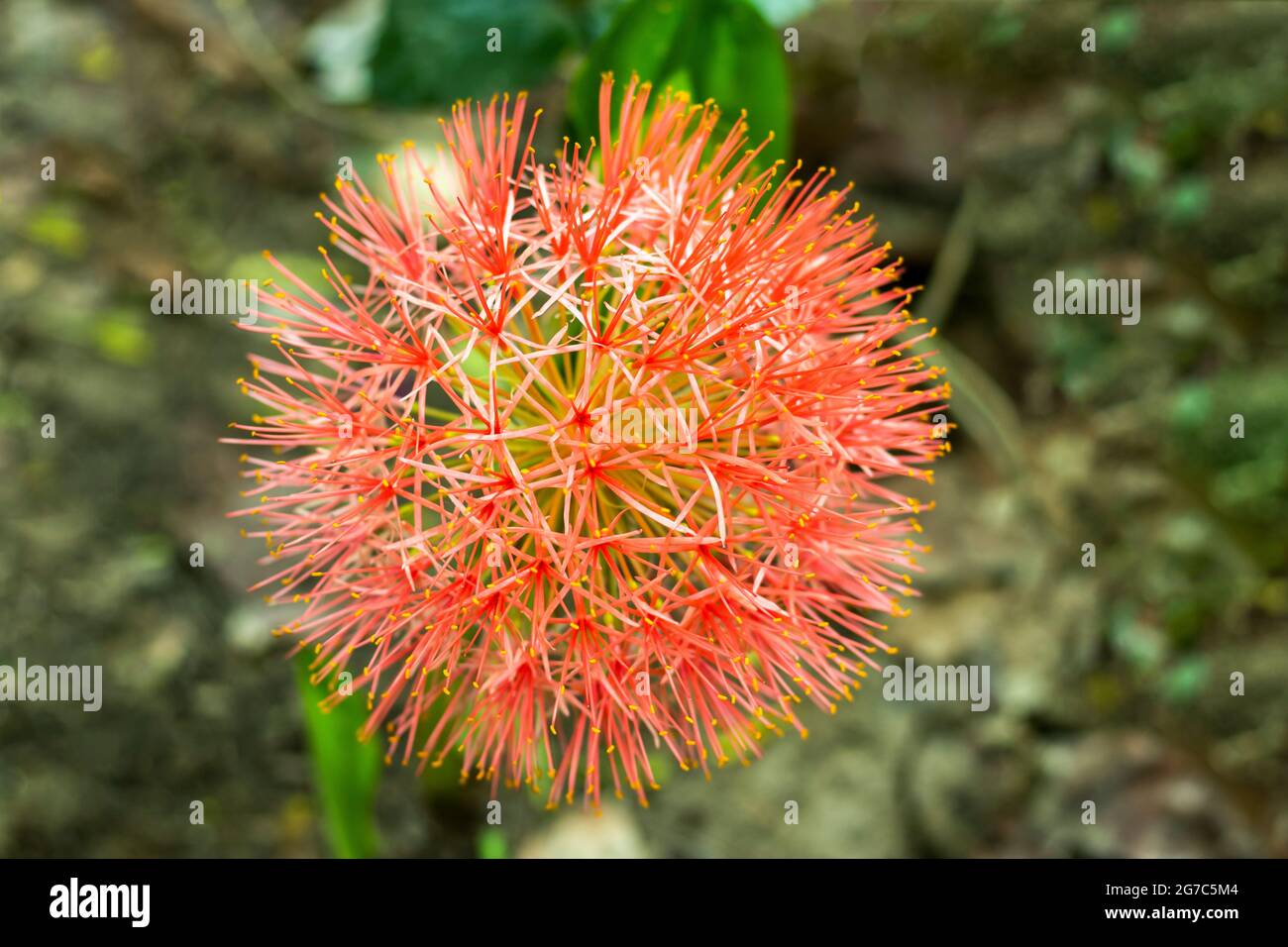 Häufig genannt Blutlilie oder mayflower oder Blutlilie alias Feuerballlilie, ist ein Verwandter der Amaryllis und ebenso einfach, drinnen und draußen zu wachsen Stockfoto