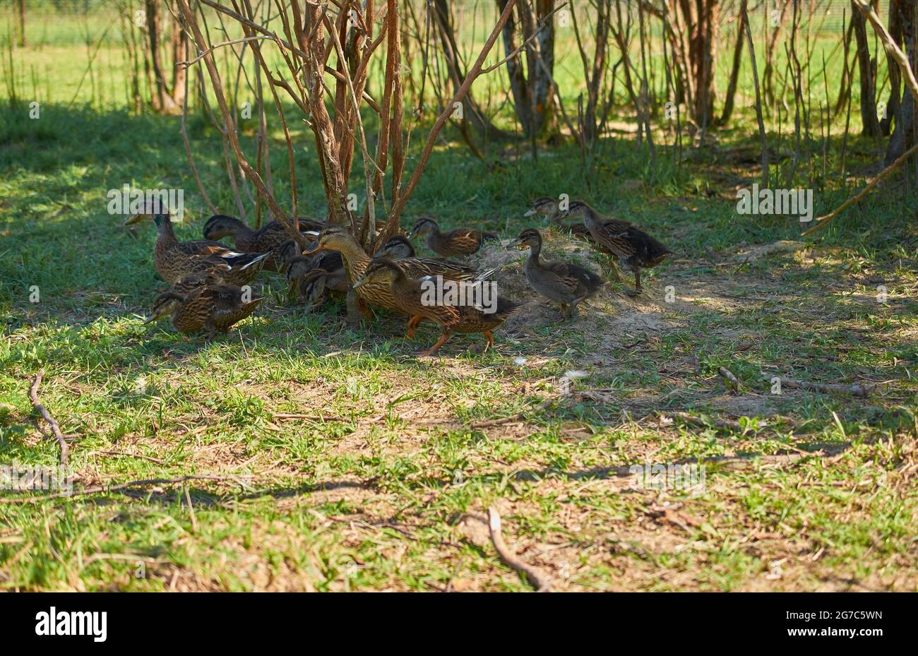 Eine Schar Stockenten mit Entlein auf einer Wiese Stockfoto