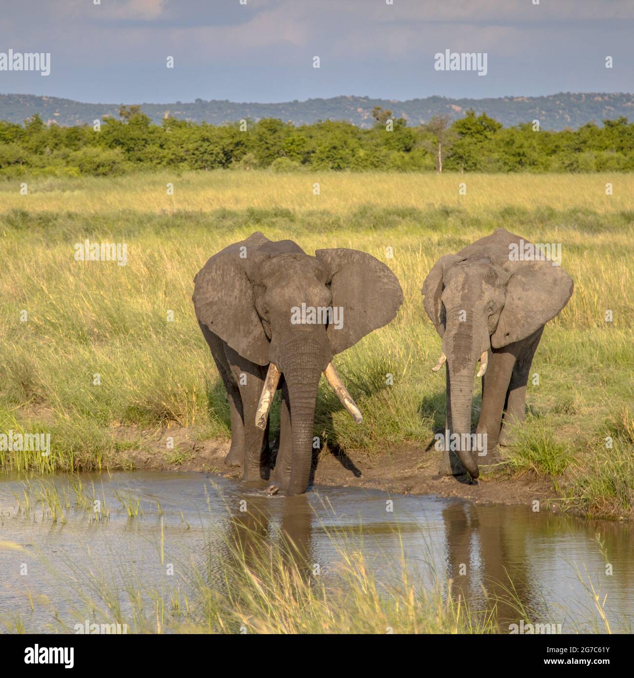 Afrikanische Elefanten (Loxodonta africana) Trinkwasser aus Nshawudam Stausee im Hintergrund im Krüger Nationalpark, Südafrika Stockfoto