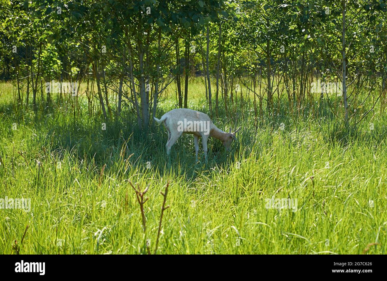 Männliches weißes europäisches Damwild weidet auf einer Wiese. Sommerlandschaft. Dama dama Stockfoto