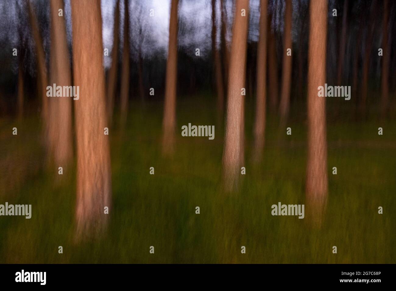 Verschwommene Bewegung von Bäumen in einem Wald Stockfoto