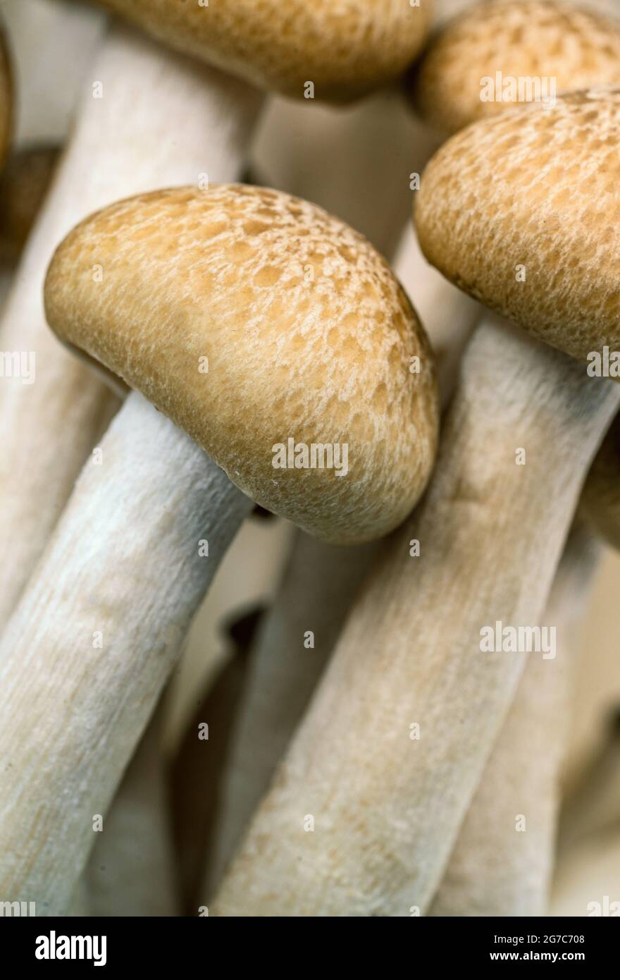 Makroröber Buchenpilz oder Shimeji-Pilz oder Bunna-Shimeji auf weißem Hintergrund, vertikales Bild. Stockfoto