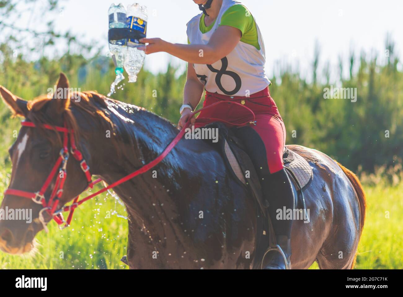 Konkurrent gießen Wasser auf das Pferd in Sommerfeld Wiese.Junge Reiter galoppiert durch den Sommer sonnigen Tag.Rivalität Konzept. Stockfoto