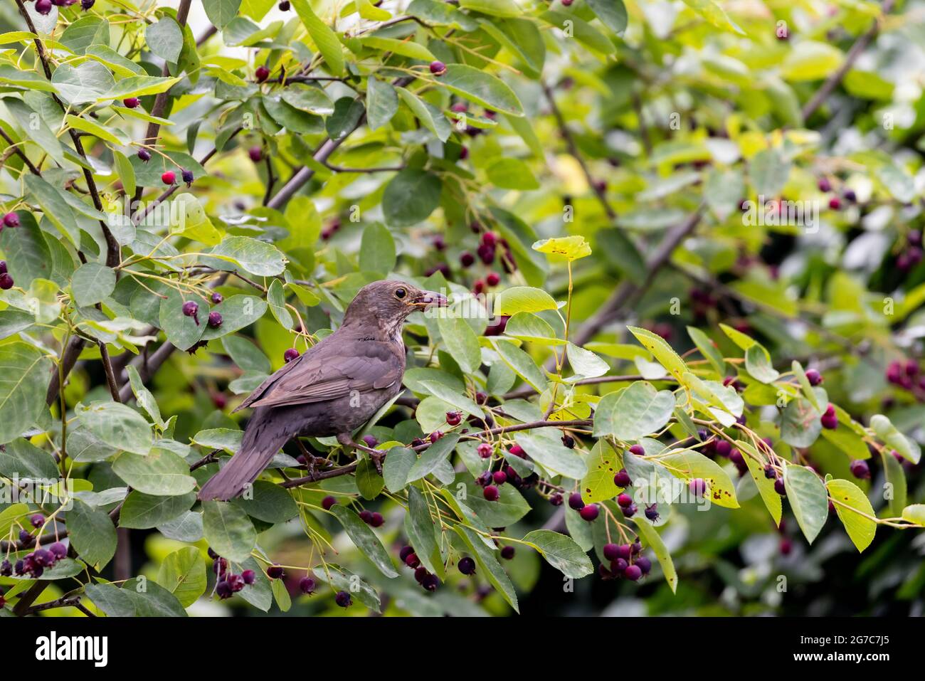 Amsel (Turdus merula) sitzt in einem Beerenbusch im Garten in Frankfurt. Stockfoto