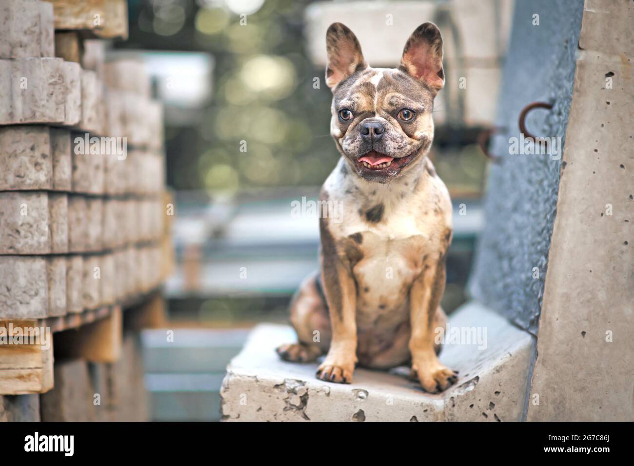 Junge Merle farbige französische Bulldogge mit großen gelben Augen auf Betonblock sitzen Stockfoto