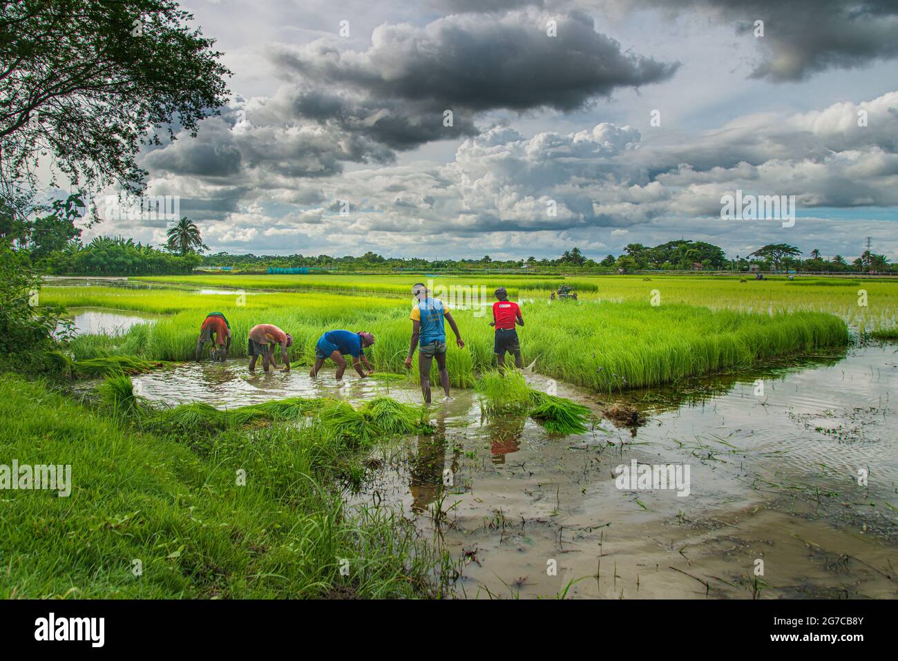 Ein Landwirt sammelt Reisesämlinge aus dem Saatbett in Khulna, Bangladesch. 14. August 2020. Stockfoto