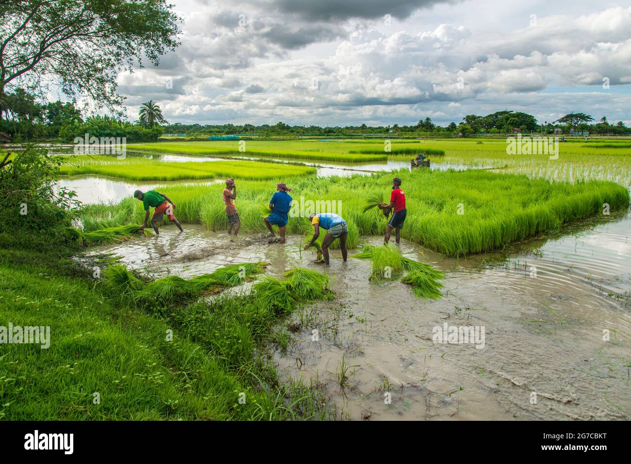 Ein Landwirt sammelt Reisesämlinge aus dem Saatbett in Khulna, Bangladesch. 14. August 2020. Stockfoto