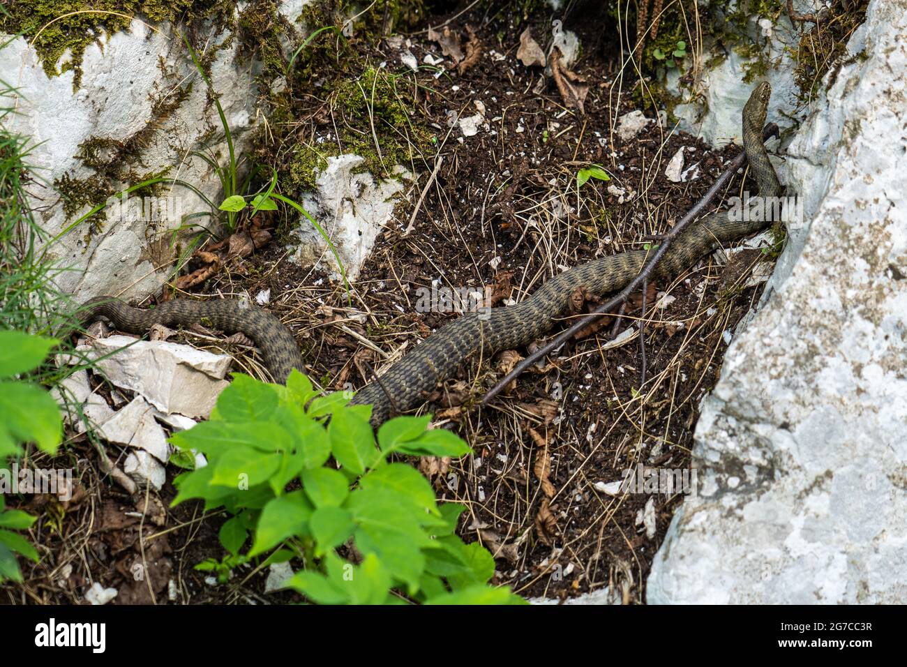 Würfelschlange, Natrix tessellata im Nationalpark Plitvice, Kroatien in Europa. Die Würfelschlange ist eine eurasische, nicht giftige Schlange, die zur Familie Co gehört Stockfoto