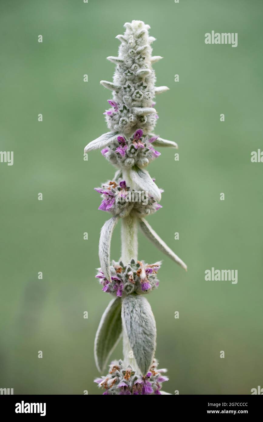 Schöne Pflanze Silberteppich als Lamm Ohren bekannt. stachys byzantina Stockfoto