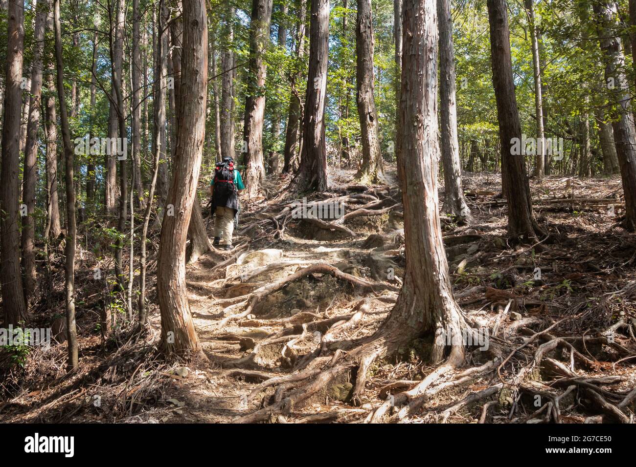 Wandern auf dem Kumano Kodo Trail mit Baumwurzeln, die die Streckenoberfläche bedecken. Kumano Kodo ist eine Reihe von alten Pilgerrouten, die Kreuz und quer verlaufen Stockfoto