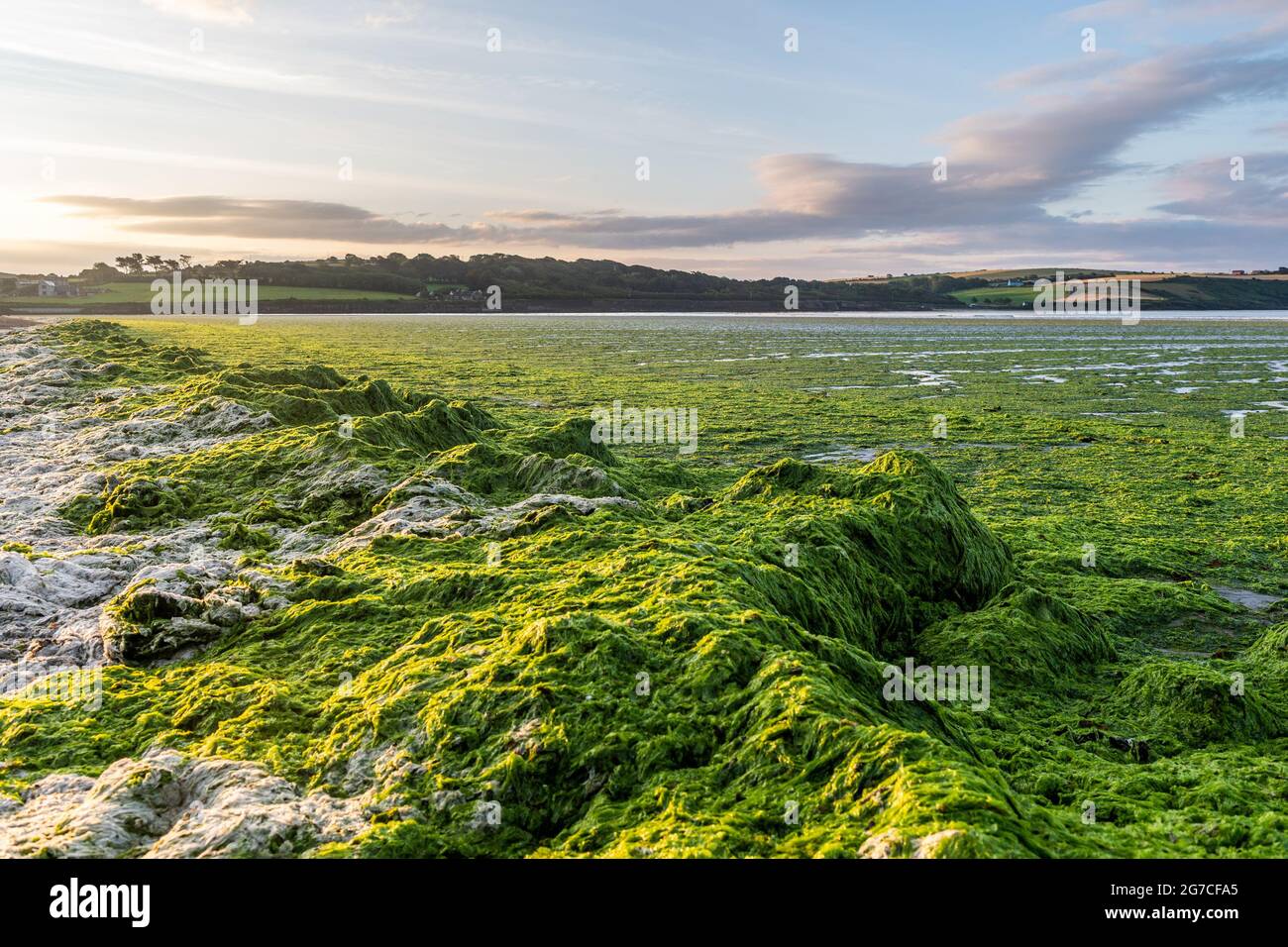 Harbor View, West Cork, Irland. , . Am Harbour View Beach in West Cork wurden Tonnen von grünem Seegras gespült. Die Algen, auch bekannt als "Meeressalat", werden verursacht, wenn menschliche Abfälle ins Meer fließen und Wachstum verursachen. Quelle: AG News/Alamy Live News Stockfoto