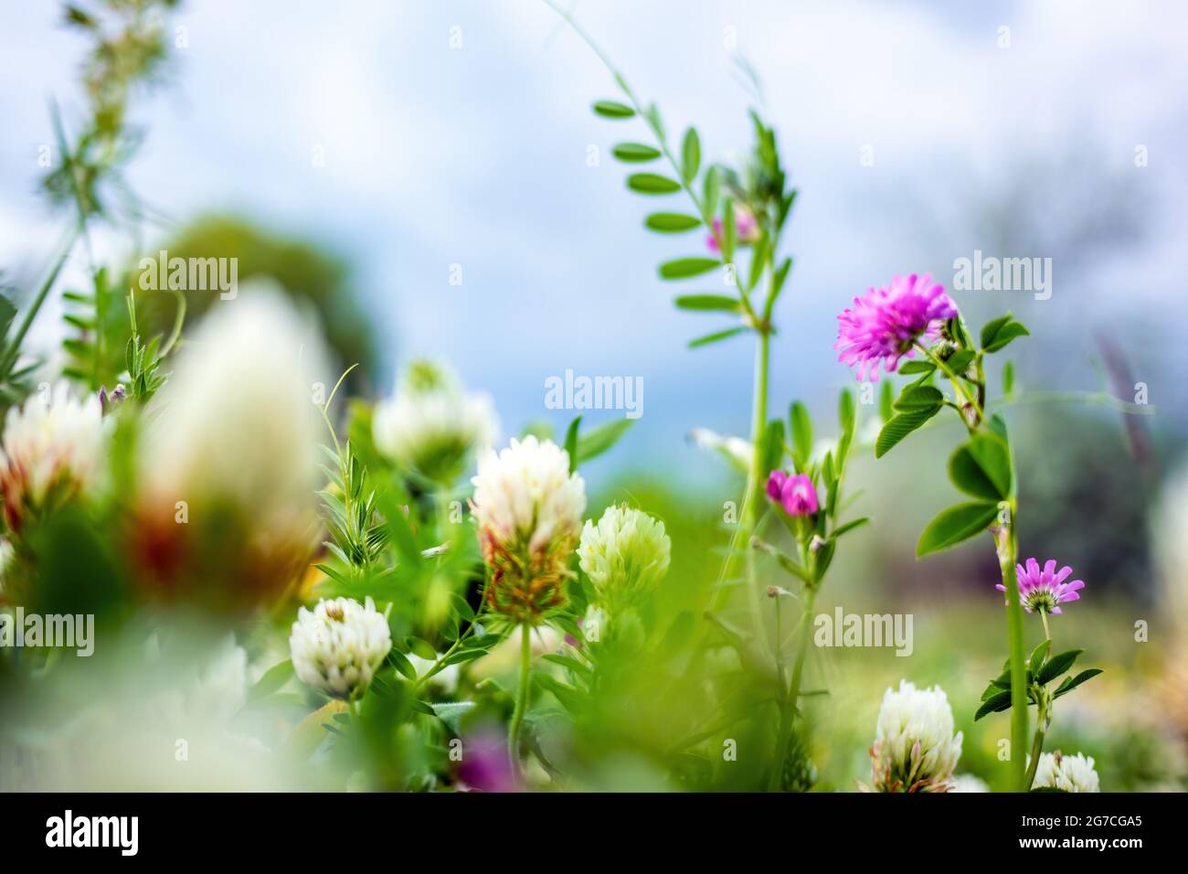 Frühling oder Sommer Natur Hintergrund mit grünem Gras, Wildblumen und Bokeh Stockfoto
