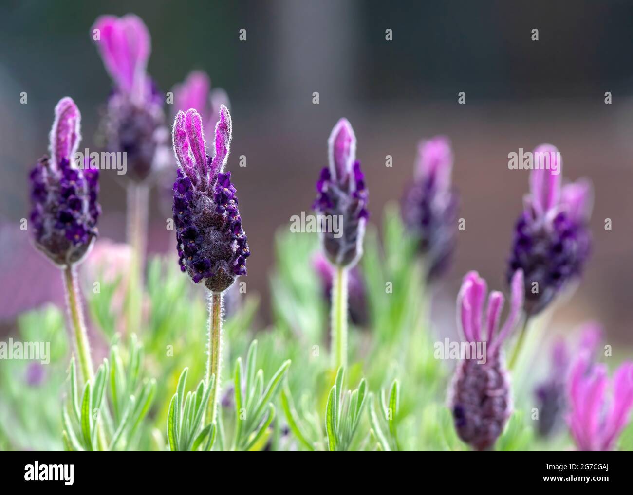 Lavandula stoechas, selektiver Fokus auf eine einzelne Lavendelblume mit anderen Blumen im Hintergrund, botanische Kulisse für den Kopierbereich Stockfoto