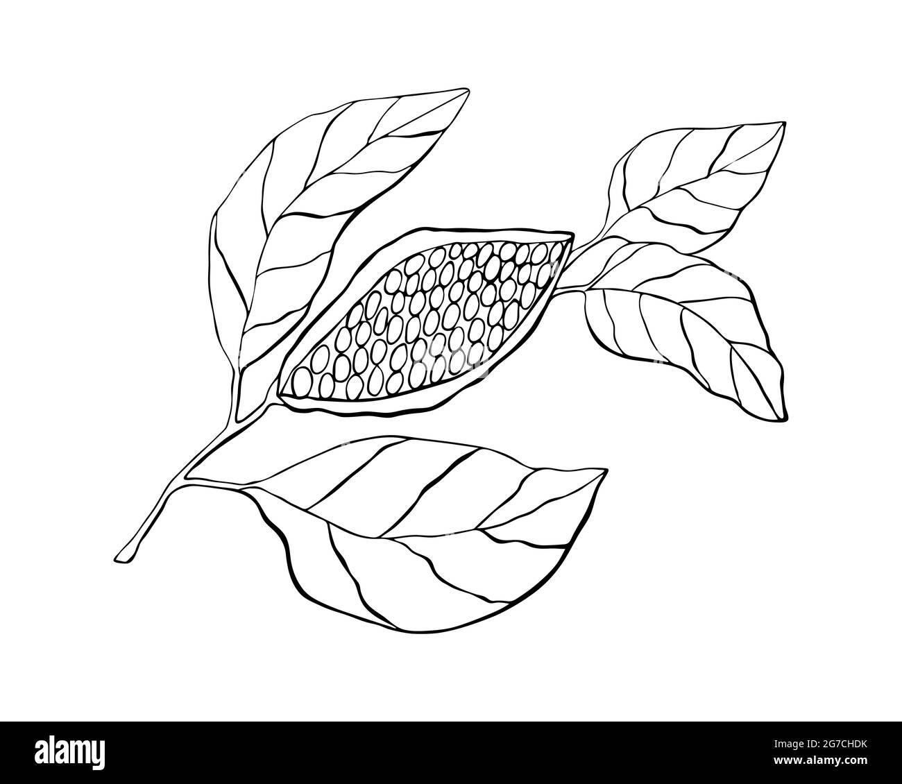 Kakaopflanze mit Früchten und Blättern, Handzeichnung, Kritzelei, schwarze Umrisslinie, isoliert auf weißem Hintergrund. Vektorgrafik Stock Vektor