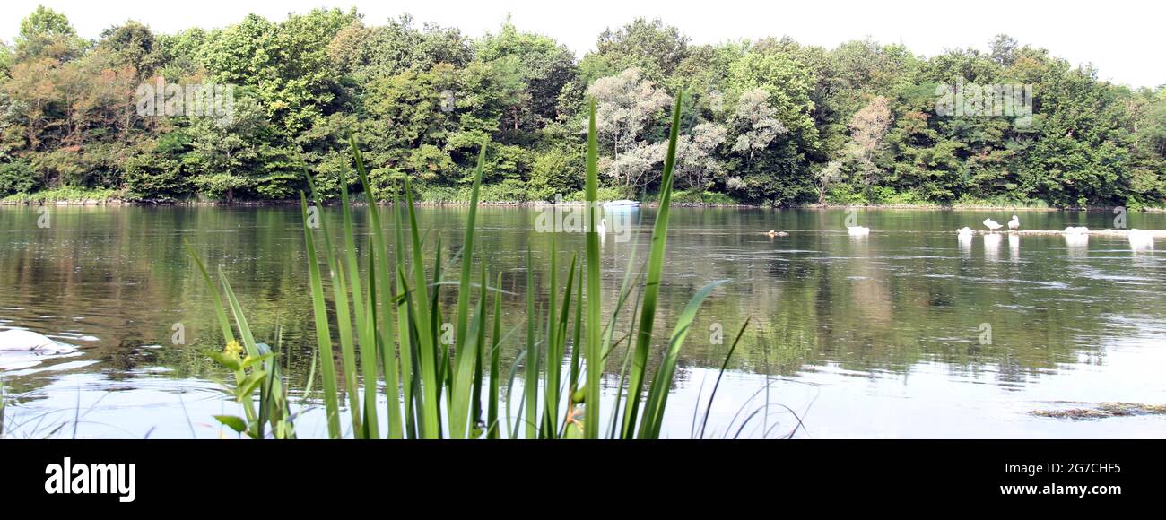 Der Fluss fließt langsam über die wilde Natur, das Leben der schönen Tiere der Schwäne Stockfoto