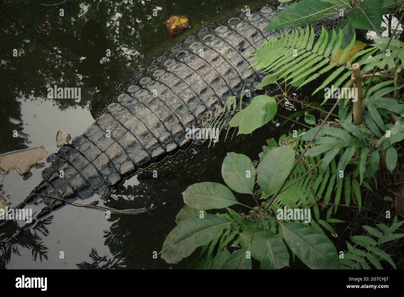 Die Rückseite eines Krokodils, das sich hinter der Vegetation im Bali Zoo in Gianyar, Bali, Indonesien versteckt. Stockfoto