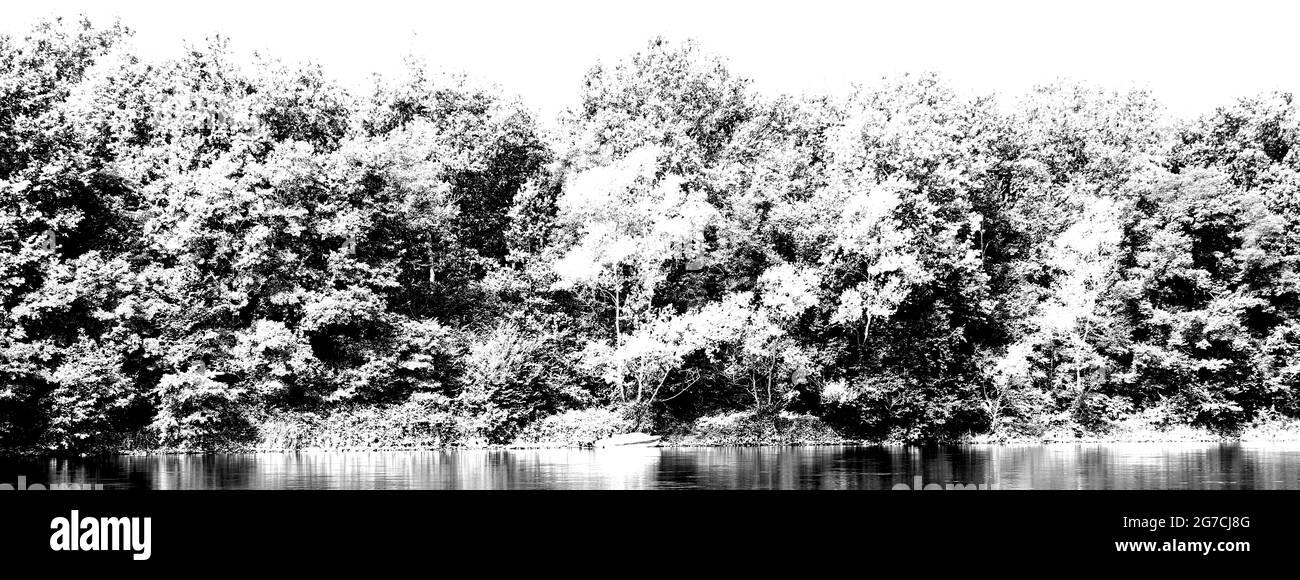 Waldbanner - Bäume Schwarz-Weiß-Farbe Stockfoto