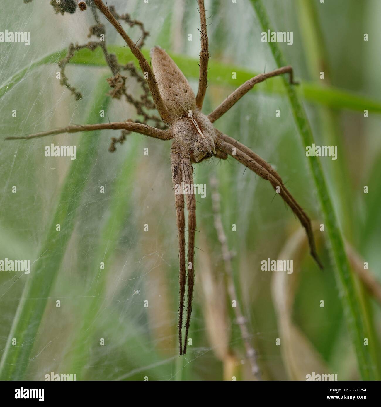 Baumschule Web Spider (Pisaura Mirabilis) Stockfoto