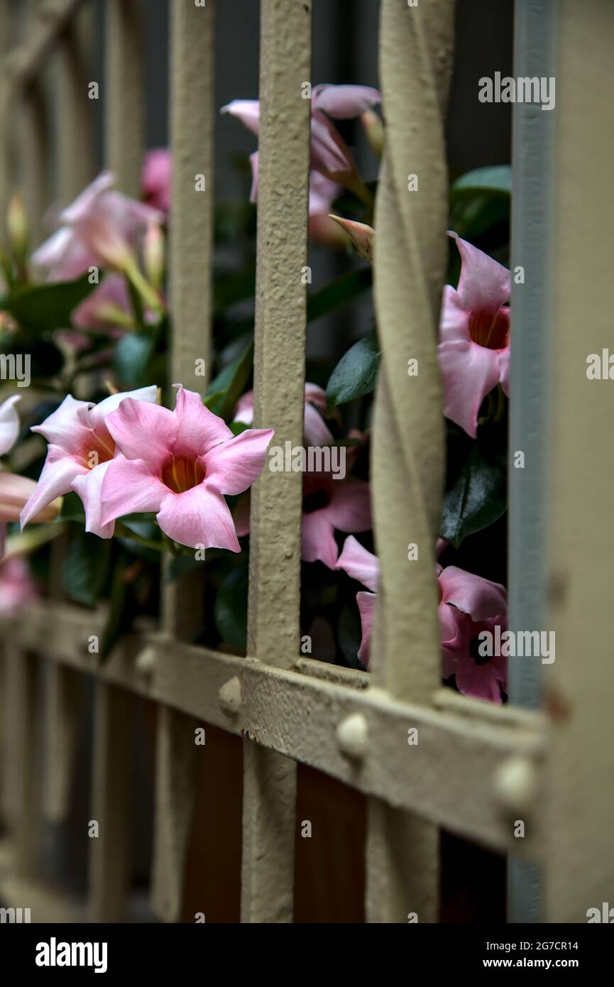 Auf einem Fensterrost wachsende dipladenia Stockfoto