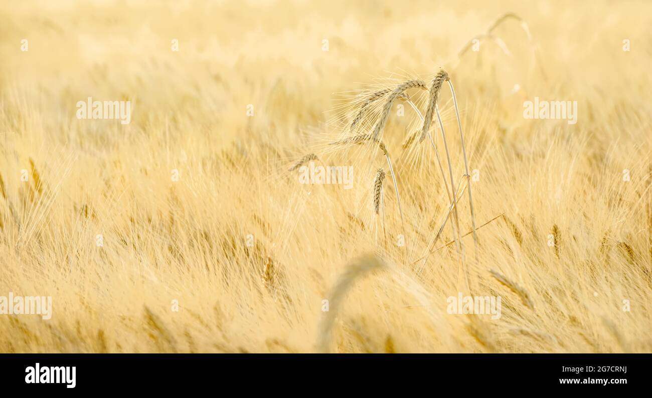 Pflanzen (Weizen von Gerste) Plantage mit einigen Spitzen wachsen über dem Feld Stockfoto