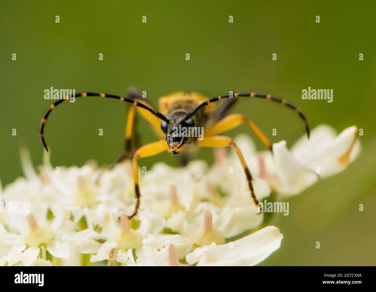 Rutpela maculata, geflecktes Langhorn, auf einem Blumenkopf sitzend, Großbritannien, Sommer 2021 Stockfoto