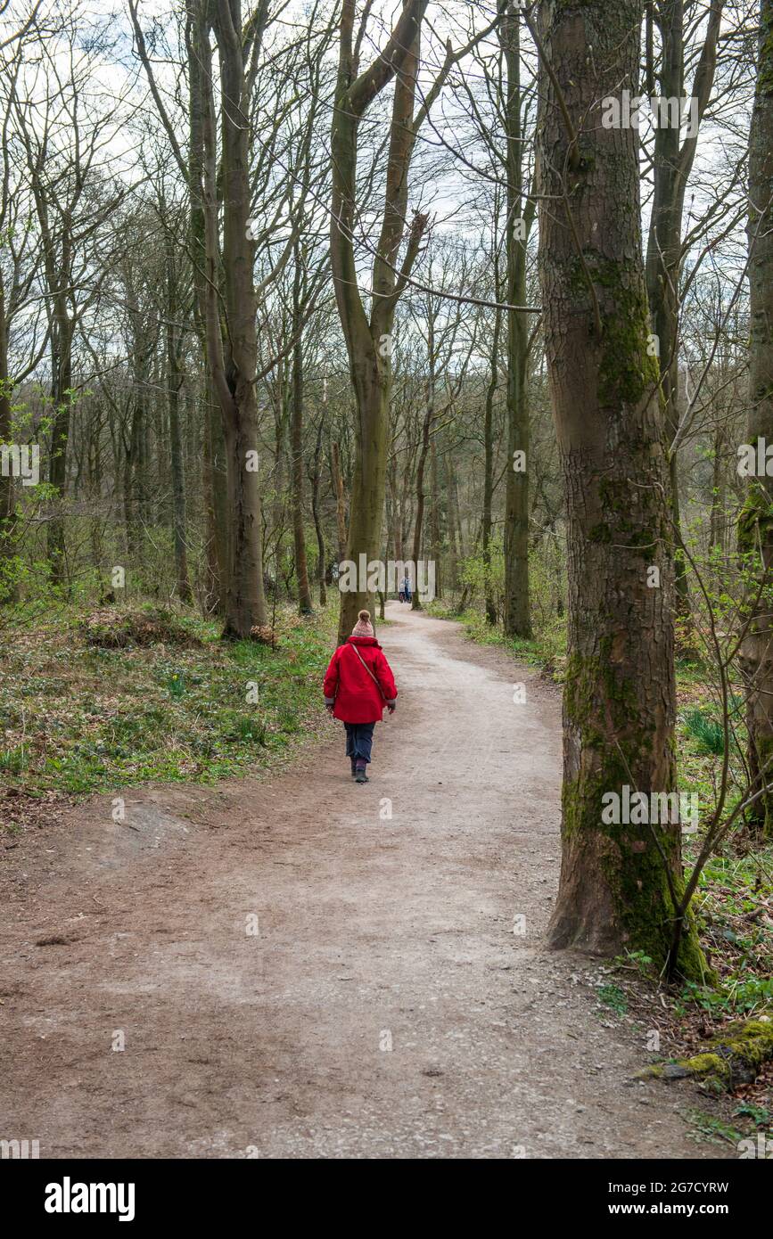 Eine alleinstehende Wandererin, die auf einer Strecke durch Wälder in der Nähe des Swinsty Reservoir im Washburn Valley, North Yorkshire, wandert Stockfoto