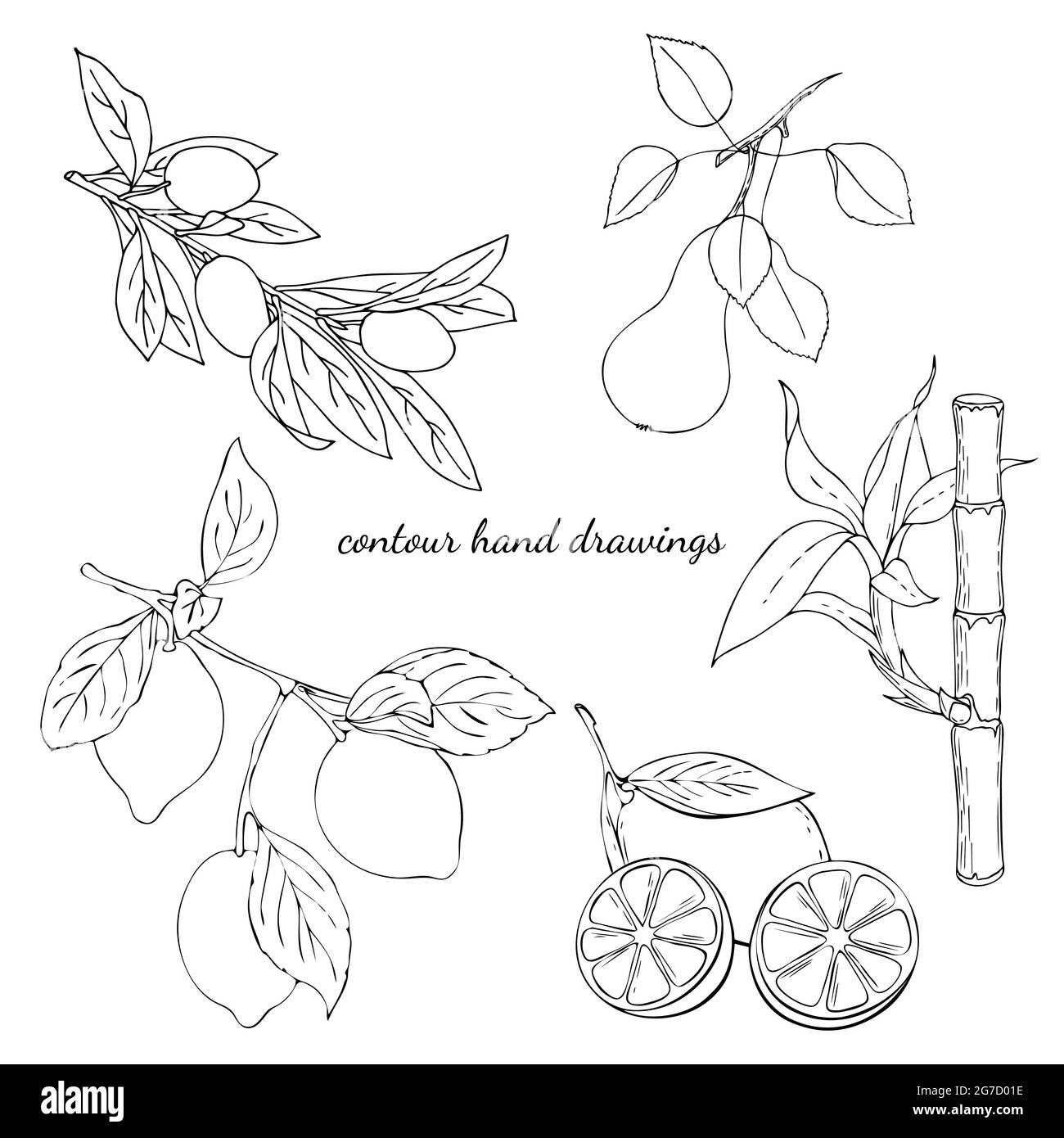 Kontur Handzeichnungen, schwarzer Umriss, weißer Hintergrund, Zitronenbirne Bambus Oliven. Für das Design Stock Vektor