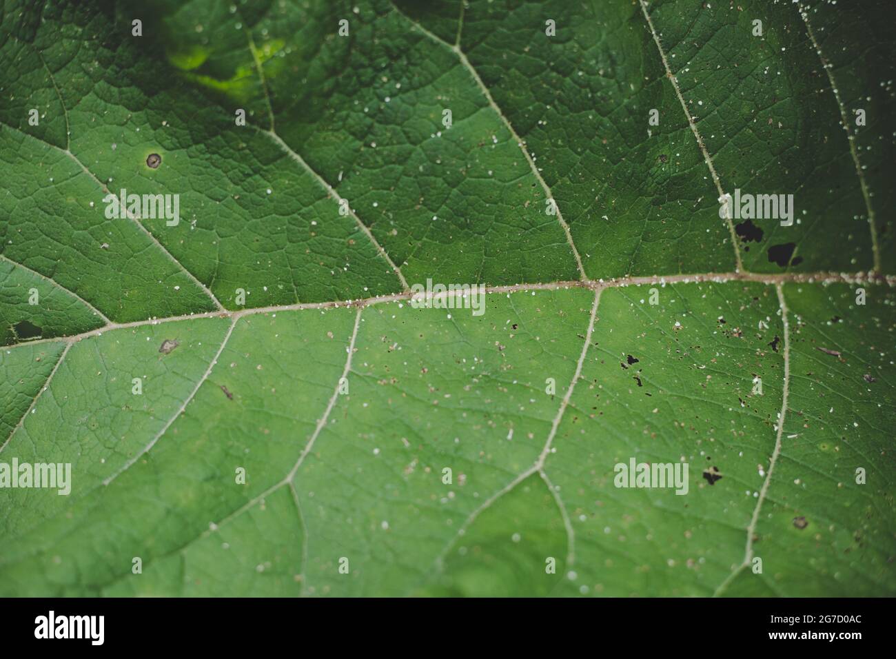 Üppig grünes Klettenblatt (Arctium), Nahaufnahme, Draufsicht. Stockfoto