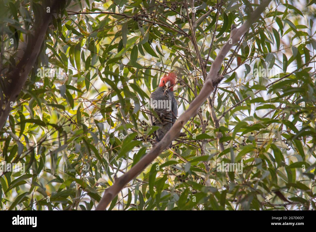 Gang Gang Cockatoo beim Essen in einem Baum. Stockfoto