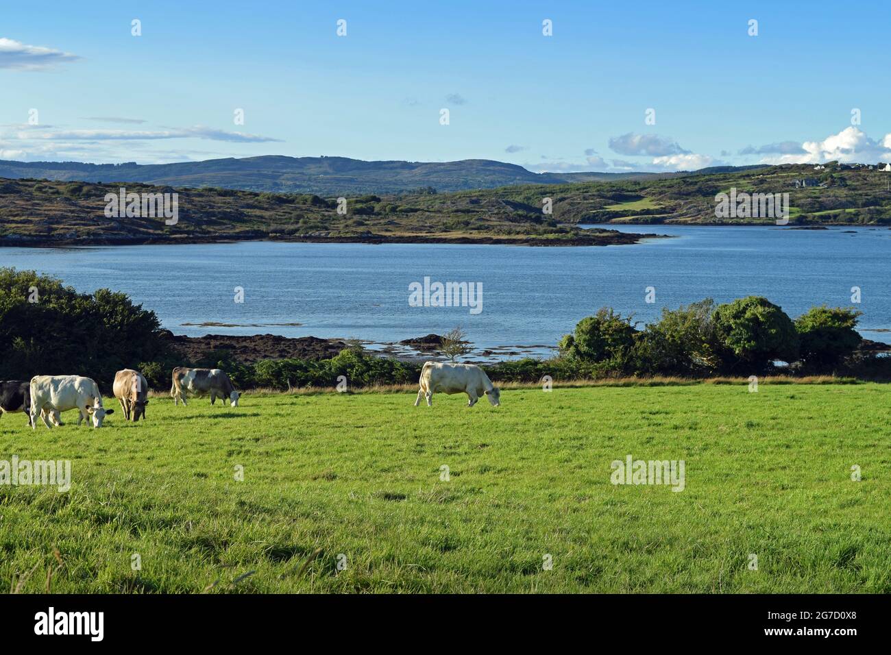 Kühe auf einem Feld mit Blick auf die Roaring Water Bay, West Cork, Irland. Stockfoto