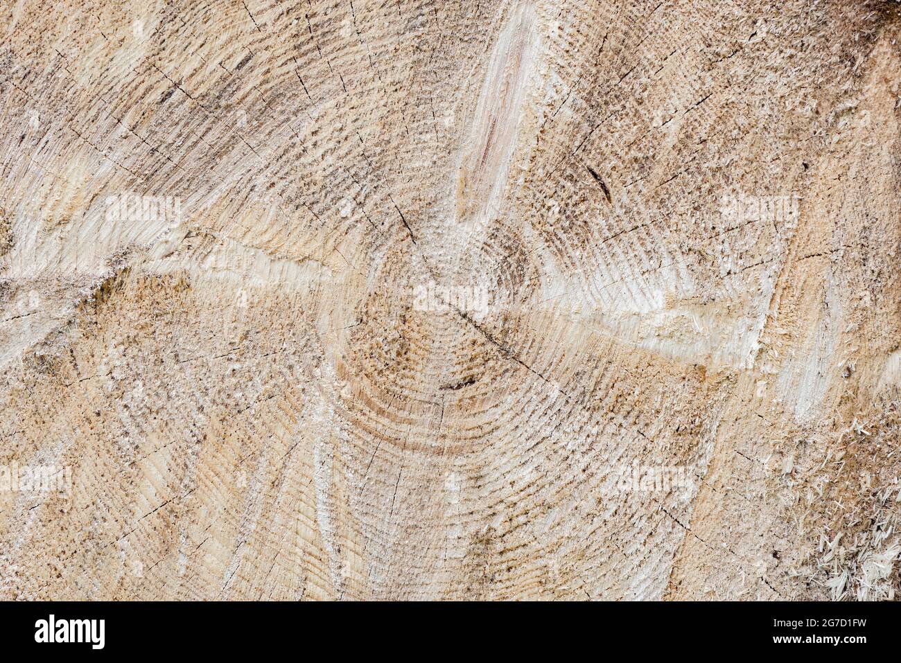 Scheibe des Holzes natürlichen Hintergrund. Stockfoto