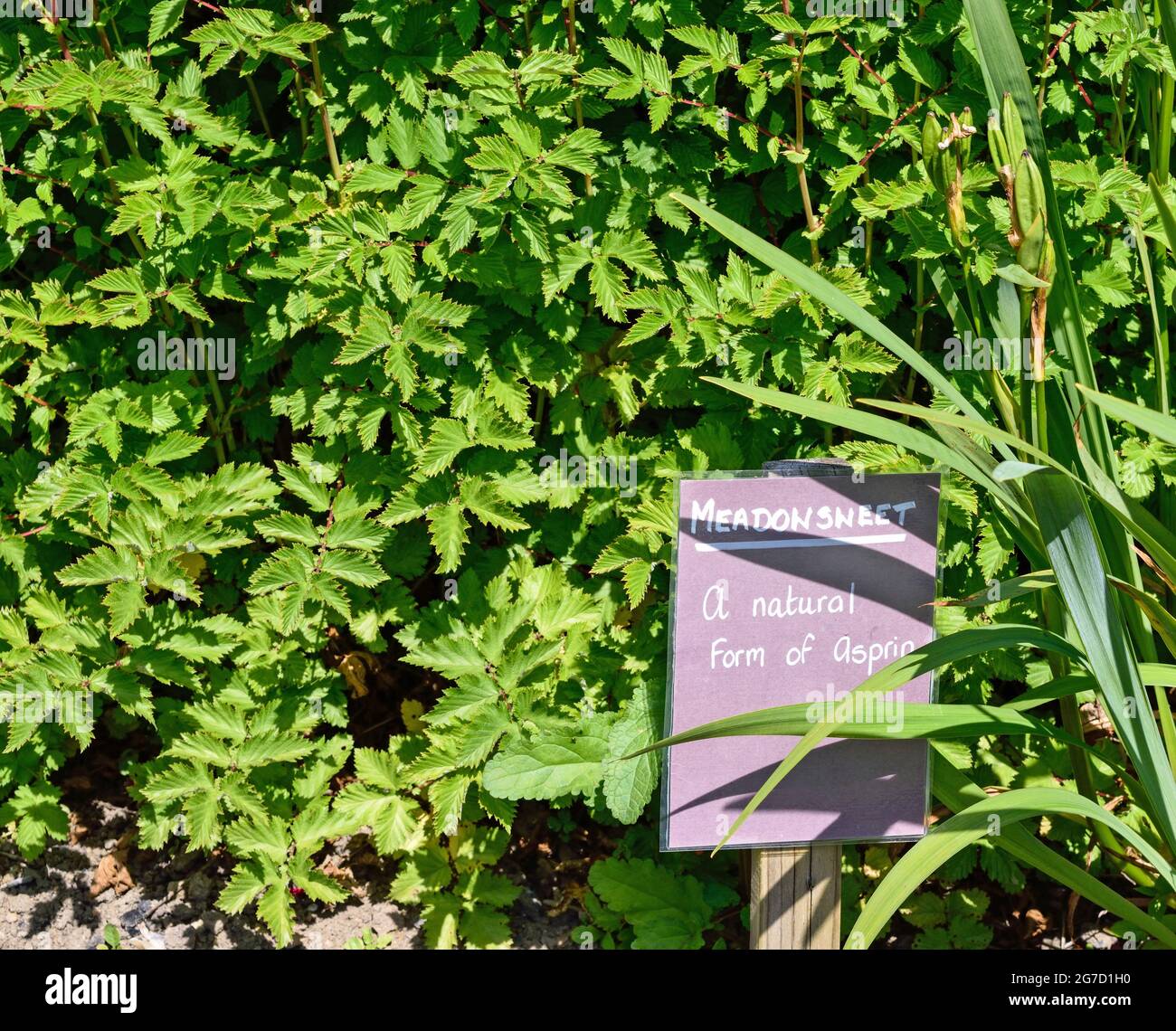 Ein Foto der Heilpflanze, Meadowsweet. Stockfoto
