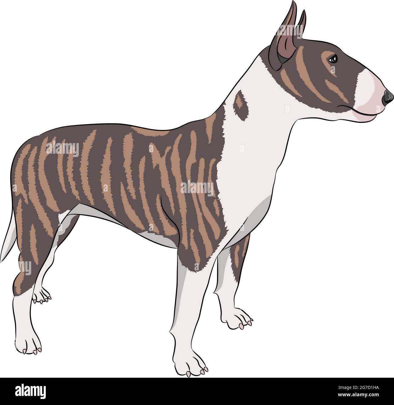 Hunderasse Bull Terrier isoliert auf weißem Hintergrund. Stock Vektor