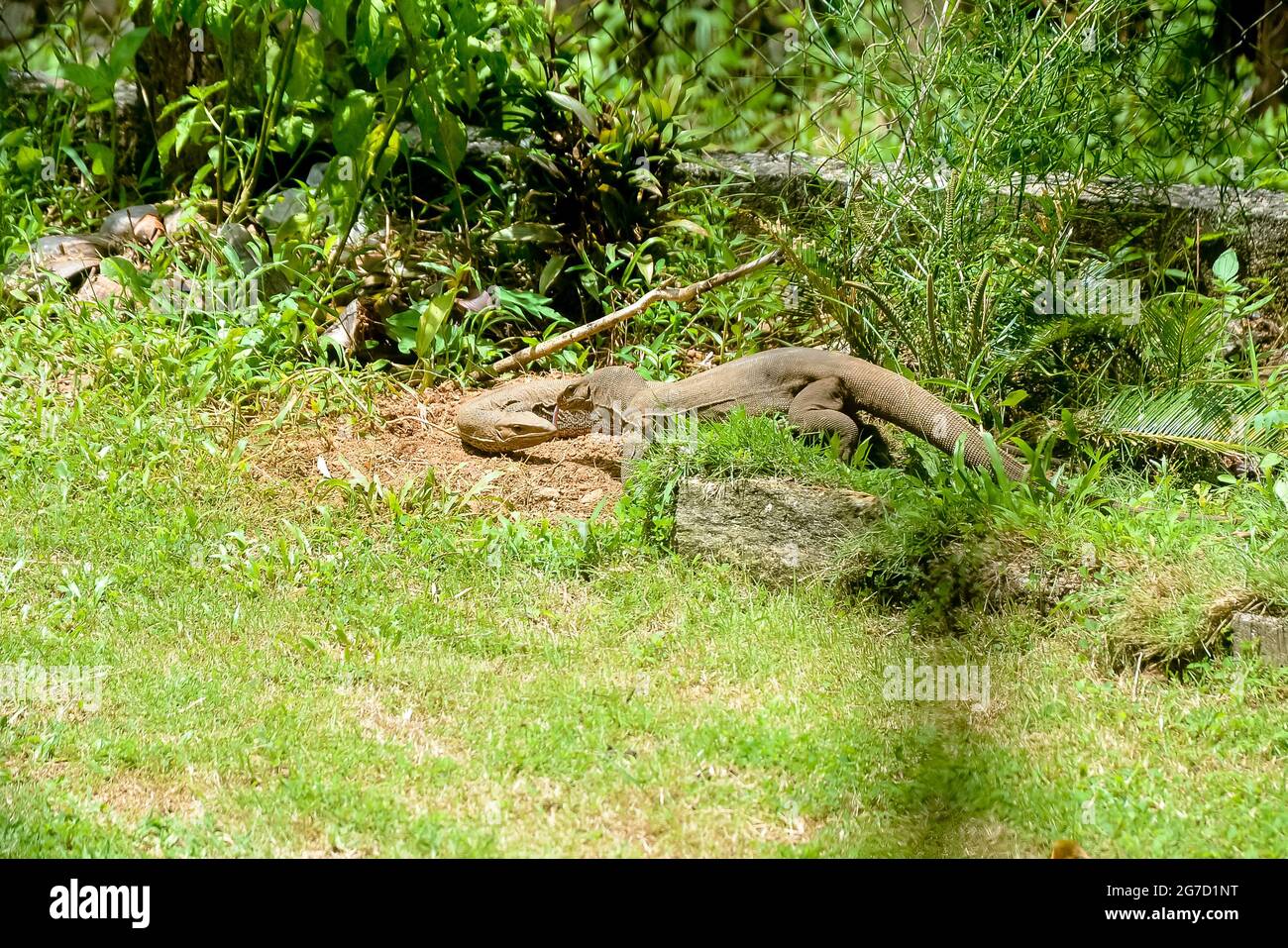 Landbeobachter bekämpfen Eidechse varanus bengalensis Sri Lanka Stockfoto