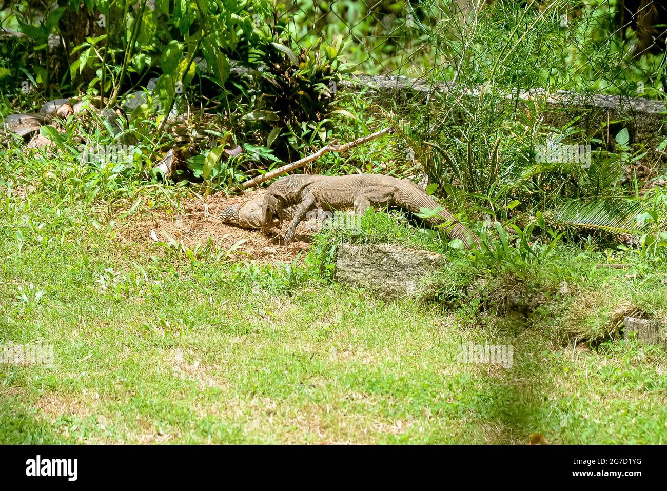 Landbeobachter bekämpfen Eidechse varanus bengalensis Sri Lanka Stockfoto