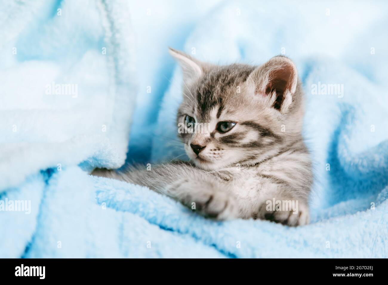 Tabby graues Kätzchen liegend ruhend. Katze Kind Säugetier Tier Haustier mit Interesse Gesicht Blick auf die Kamera. Kleines graues Kätzchen zu Hause auf blau kariert Stockfoto