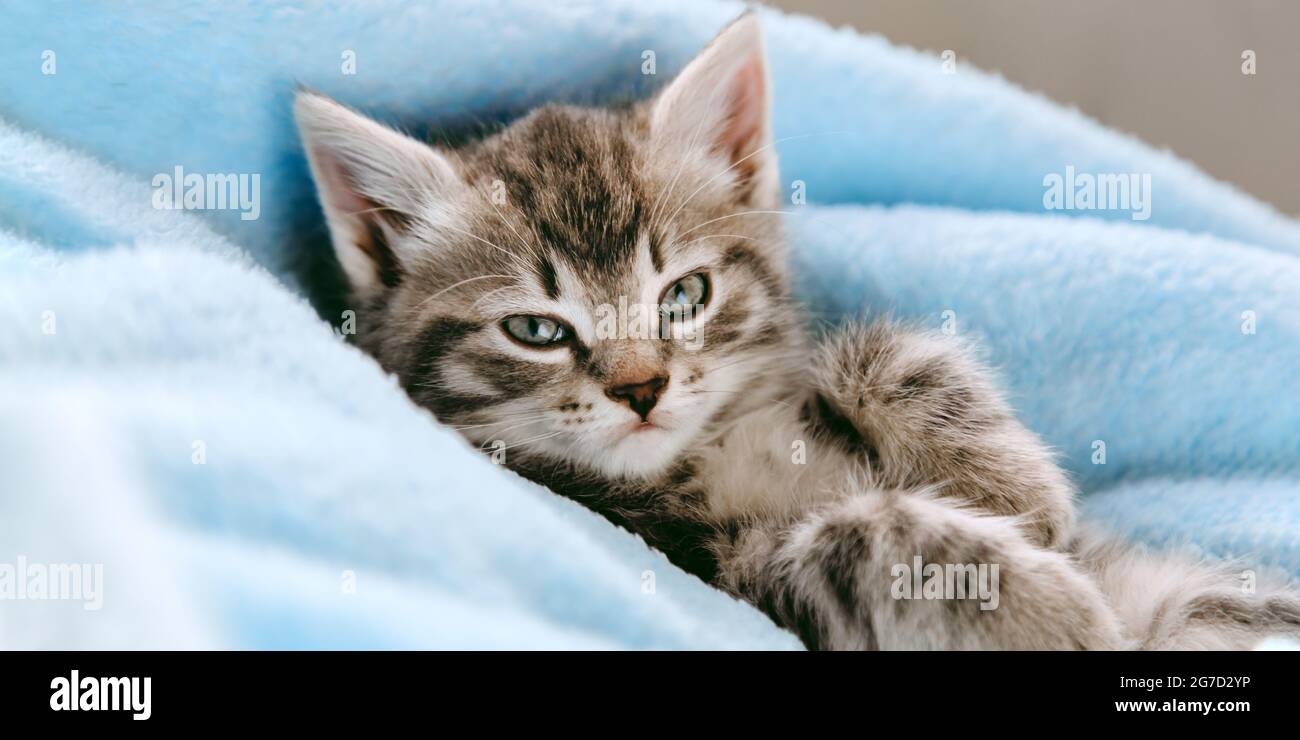 Tabby graues Kätzchen liegt auf seinem Rücken. Katze Kind Säugetier Tier Haustier mit Interesse Gesicht Blick auf die Kamera. Kleines graues Kätzchen zu Hause auf Farbe Stockfoto