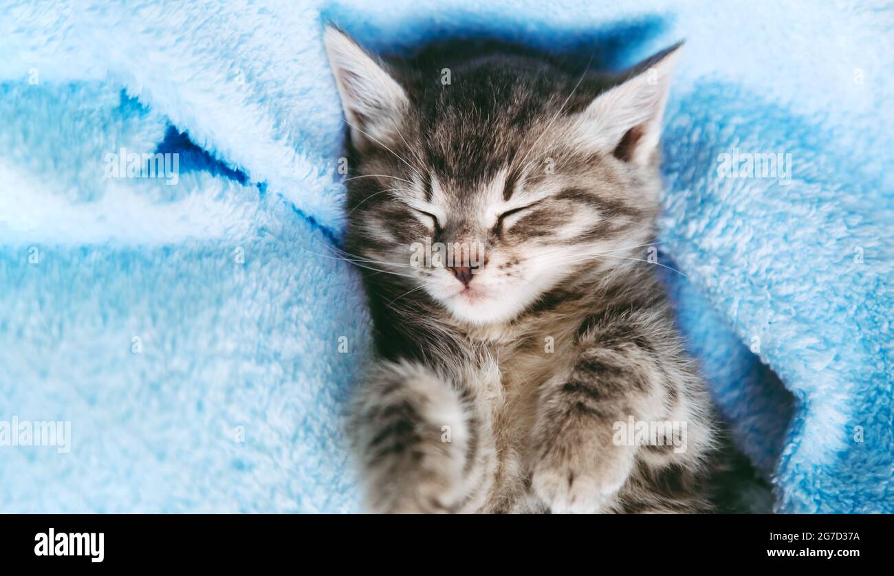 Gestreifte Kätzchen schlafen auf blauer Decke. Graue Katze Kid Tier mit Pfoten entspannen auf dem Bett mit Kopieplatz. Kleines tabby Kätzchen auf blauem Hintergrund. Lang Stockfoto