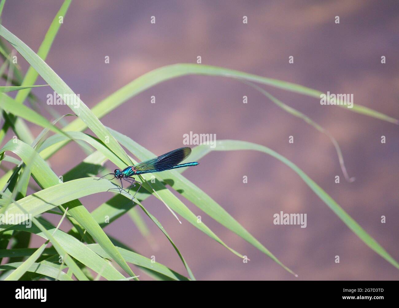 Eine männliche, gebänderte demoiselle (Calopteryx splendens)-Damselfliege, die auf einem Grashalm neben einem Bach steht. Stockfoto