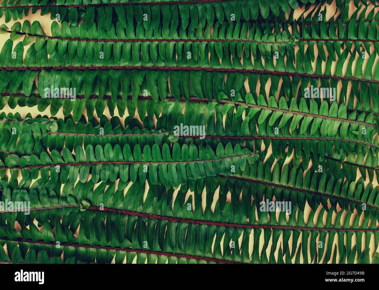 Farn grüner natürlicher Hintergrund Stockfoto