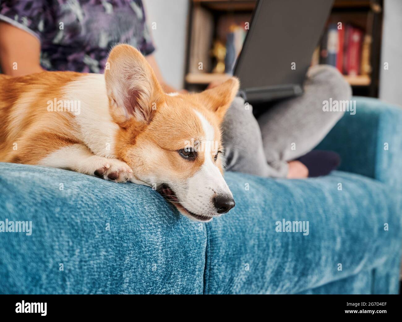Seitenansicht des Corgi-Hundes, der auf dem blauen Sofa liegt, langweilig und auf die Person wartet, die ihm Aufmerksamkeit schenkt oder mit ihm spielt. Der Mann arbeitet am Laptop und sitzt mit seinem Haustier auf der Couch. Konzept der freien Zeit. Stockfoto