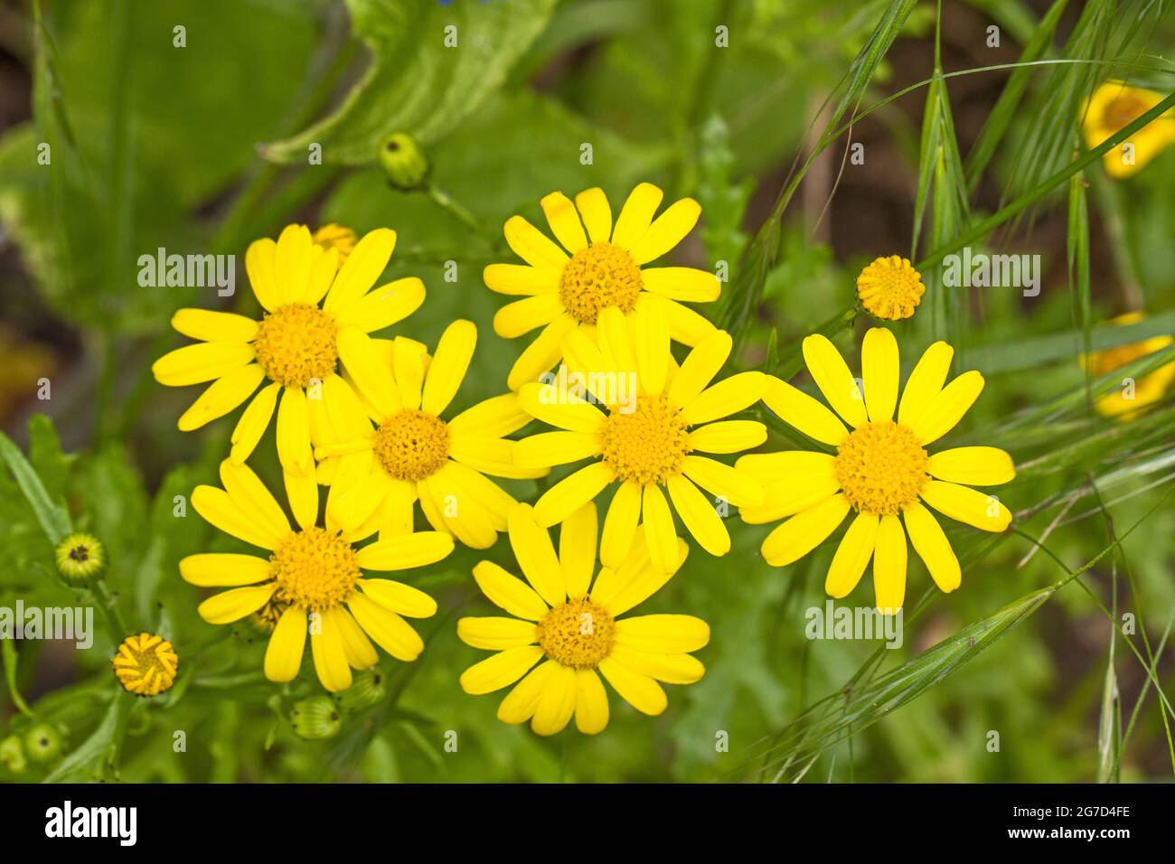 Oxford Ragwort, (Senecio squalidus,) im Mai. Stockfoto