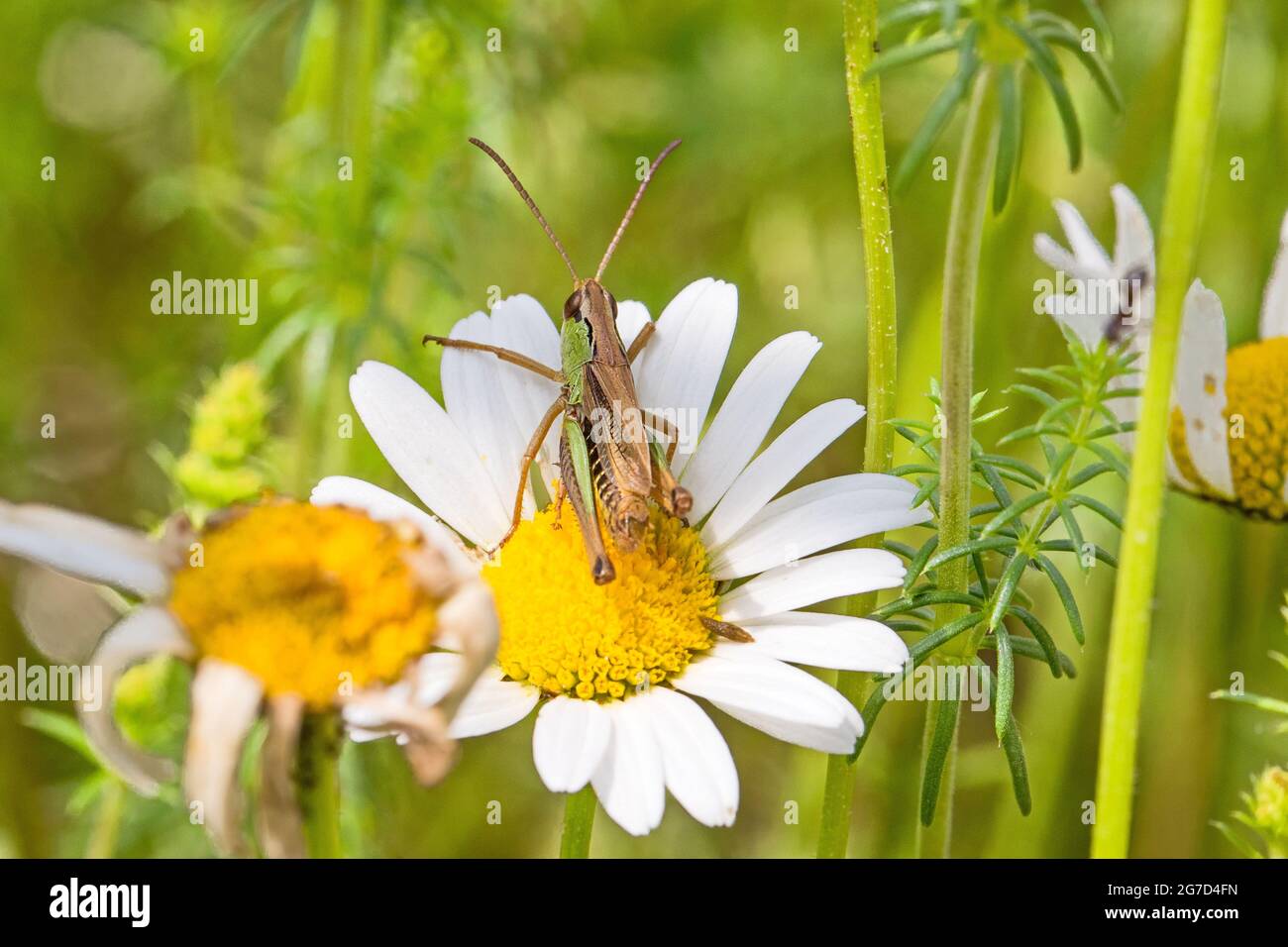Ein männlicher Wiesengrasshopper (Chorthippus parallelus), der auf einer Gänseblümchen-Gänseblümchen ruht. Stockfoto