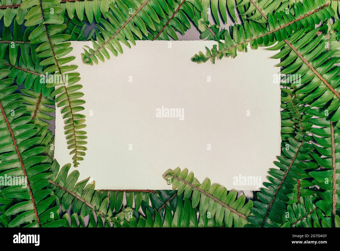 Farn natürlichen Hintergrund mit leerer Papierkarte und freiem Kopieplatz Stockfoto