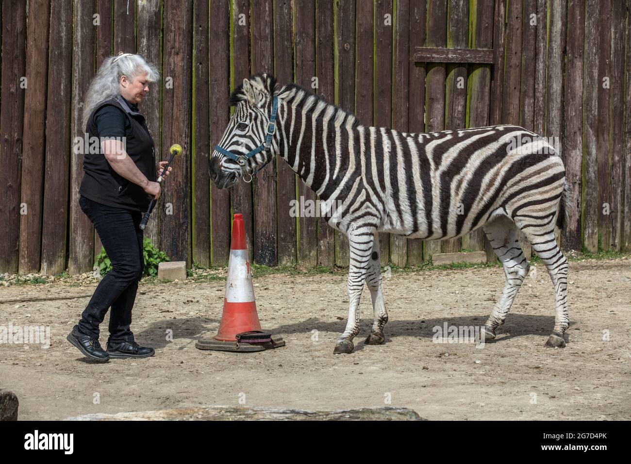 Brabrara Marquez, Head of Hufulate bei „Amazing Animals with Zebras“, die in vielen Werbespots, darunter ‘Investec’, in Chipping Norton, Großbritannien, zu sehen ist Stockfoto