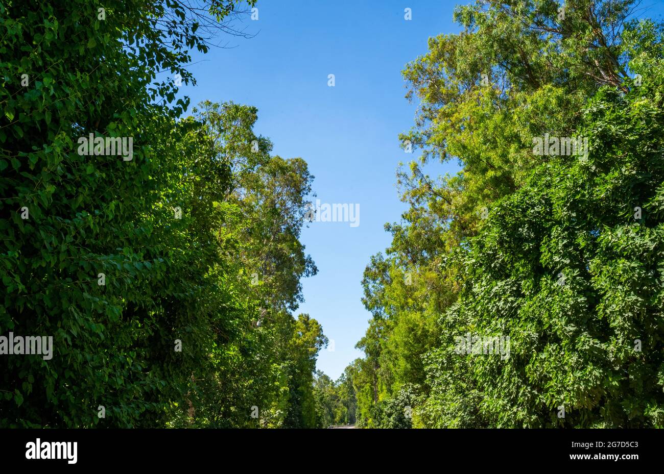 Baldachin von Populus (AKA Pappel, Espe oder Cottonwood) und dem Platanus orientalis (AKA Oriental Plane) der Alten Welt auf blauem Himmel Stockfoto